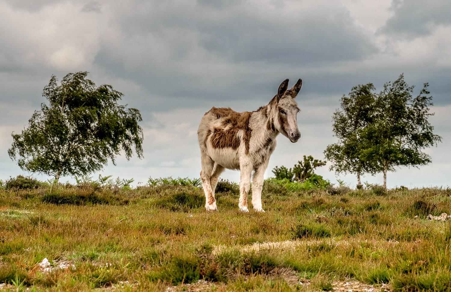 A donkey on a heathland standing staring at the camera with a long shaggy brown and white mottled coat.