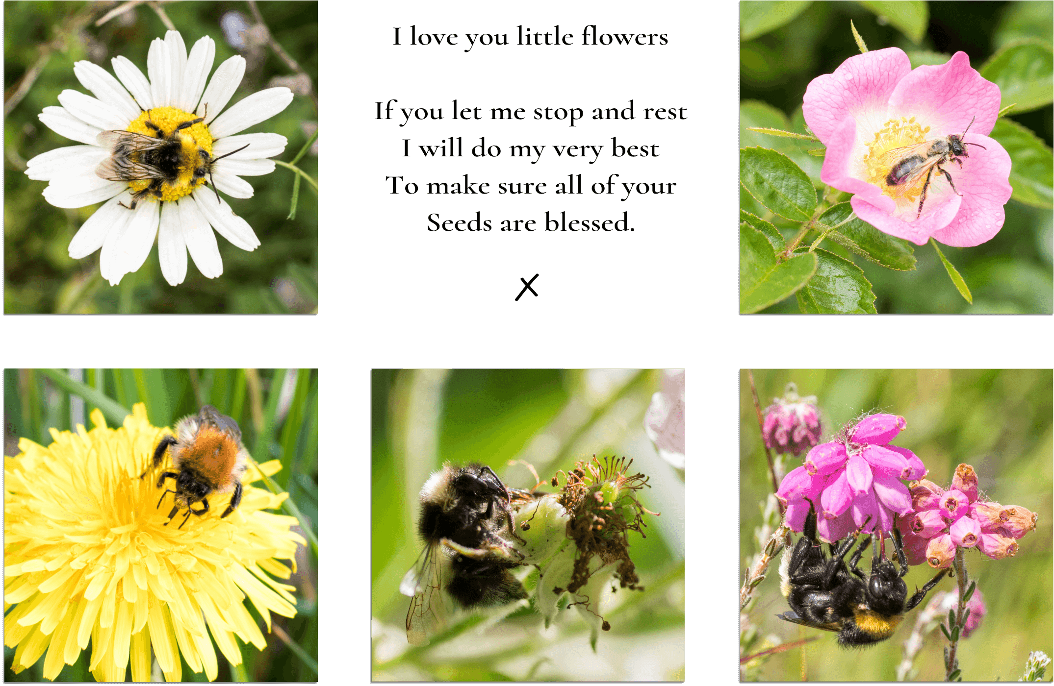 Close up of a bumble bee on a daisy, and close up of a tiny bee on a pink wild rose.