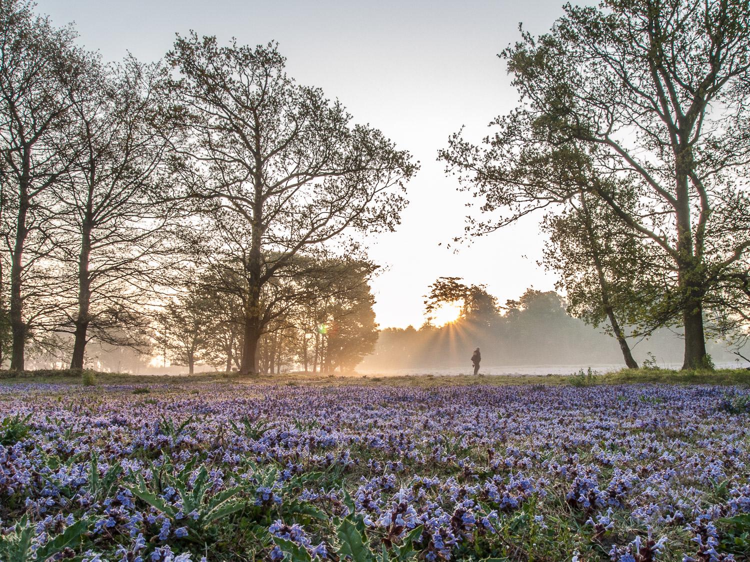 A Field of blue ground Ivy, a walker crosses the filed in the golden mist, the sun rises peeping through the trees.