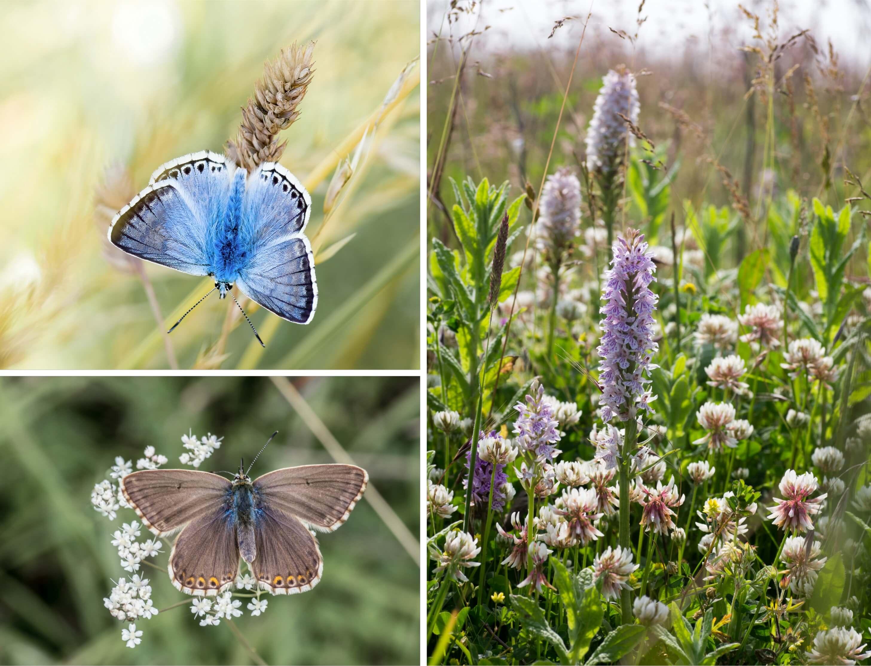 Female and male Chalkhill Blue butterflies resting amongst purple white and yellow flowers of the chalk hill Downs