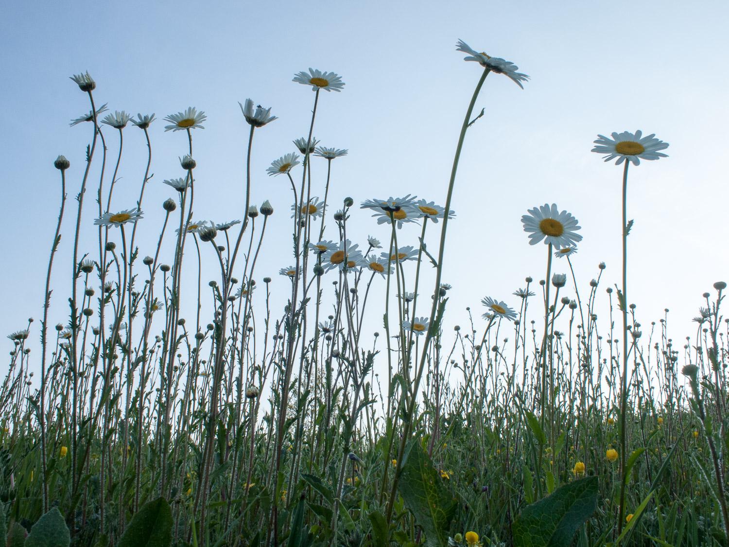 A group of oxeye daisies standing against a blue sky.