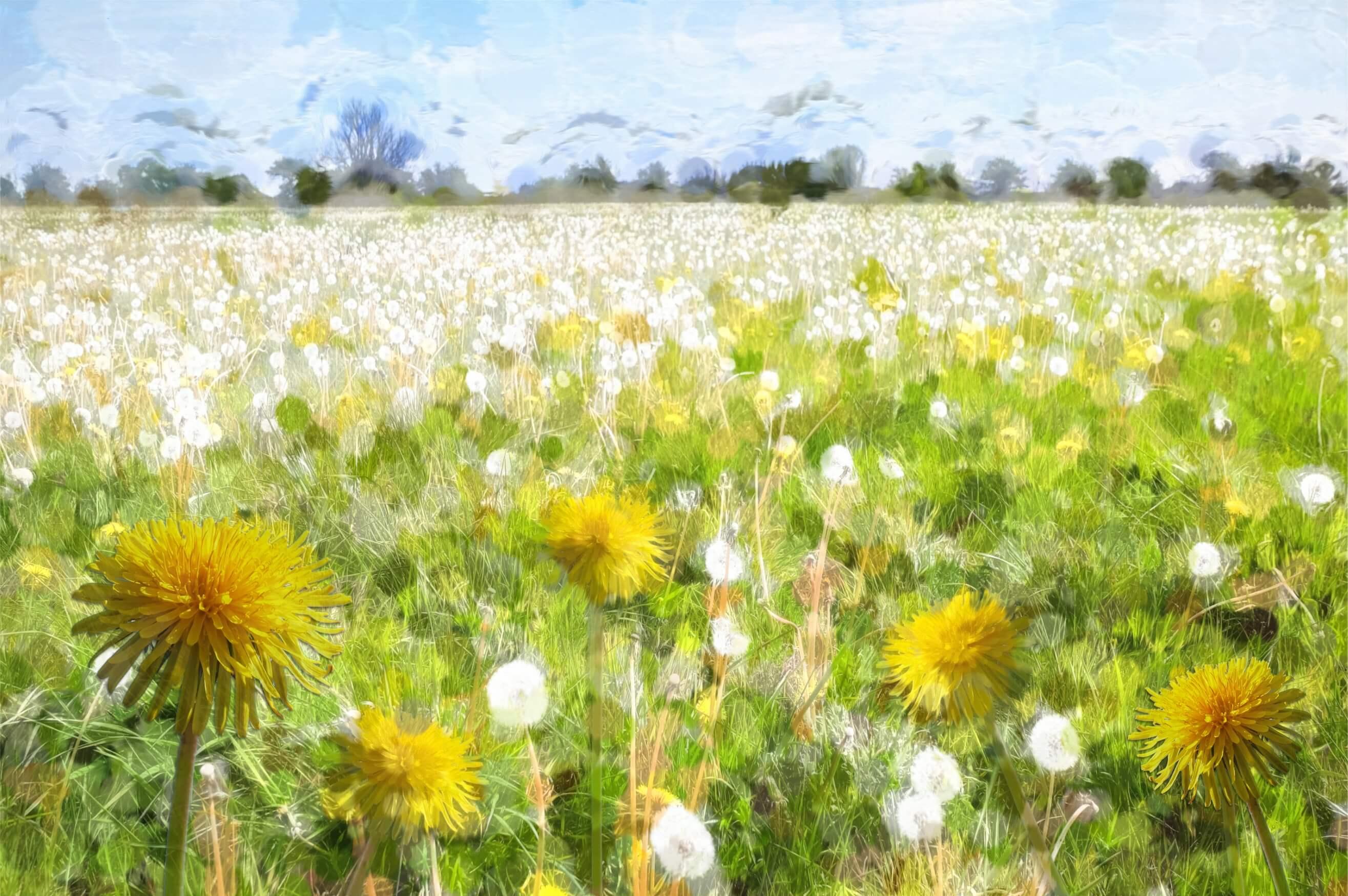 Field of dandelions, some in full flower with bright yellow petals, others are intricat, dandelion seed heads. 