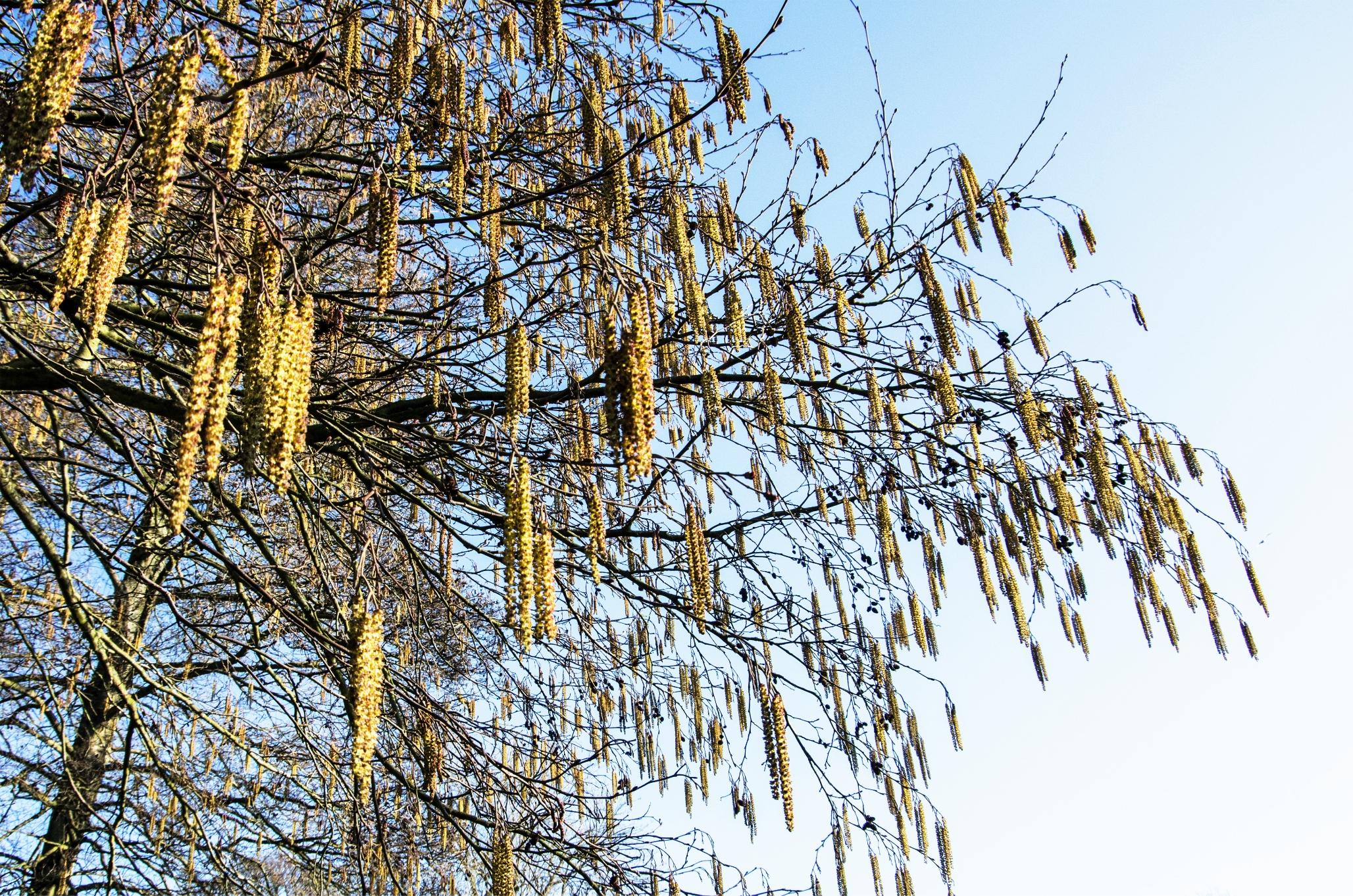 A leafless tree laden with catkins, swinging in the wind like green threads.