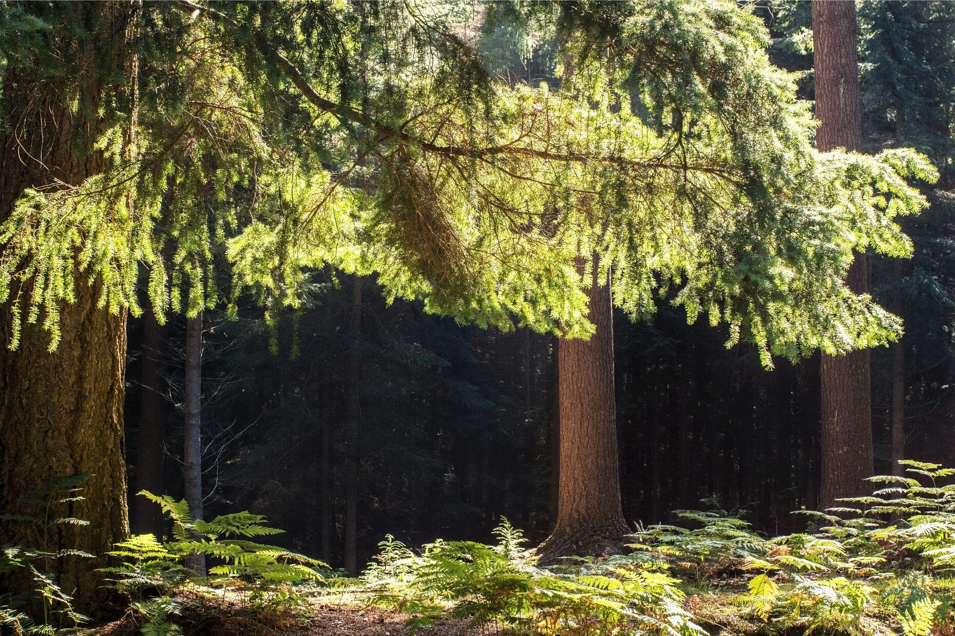 A Forest track, Sunlight lighting up the path, dense dark vegetation either side.