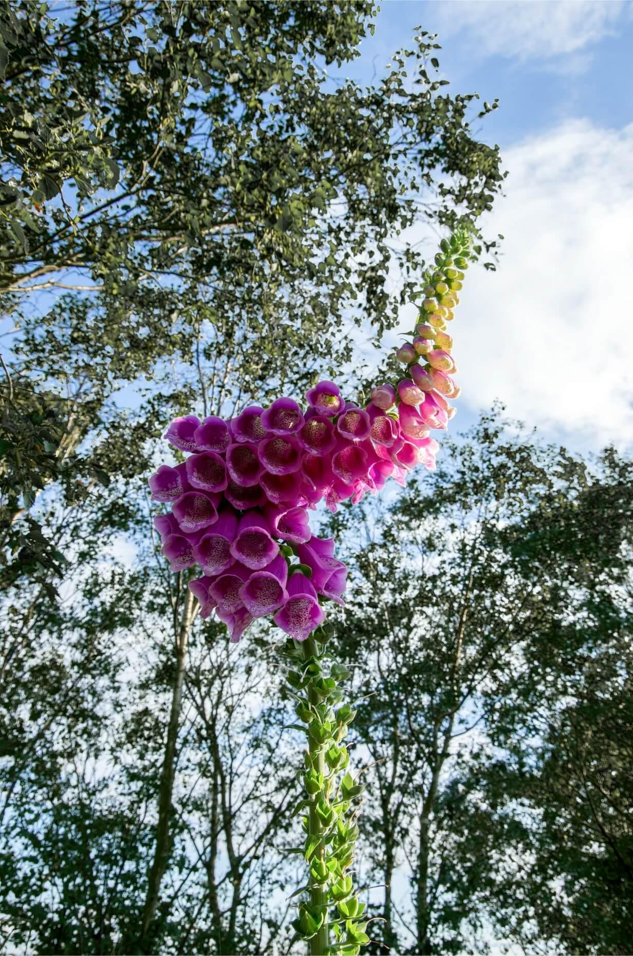 Pink Foxglove in a woodland. Instead of being straight the fox glove has curved to find the light.