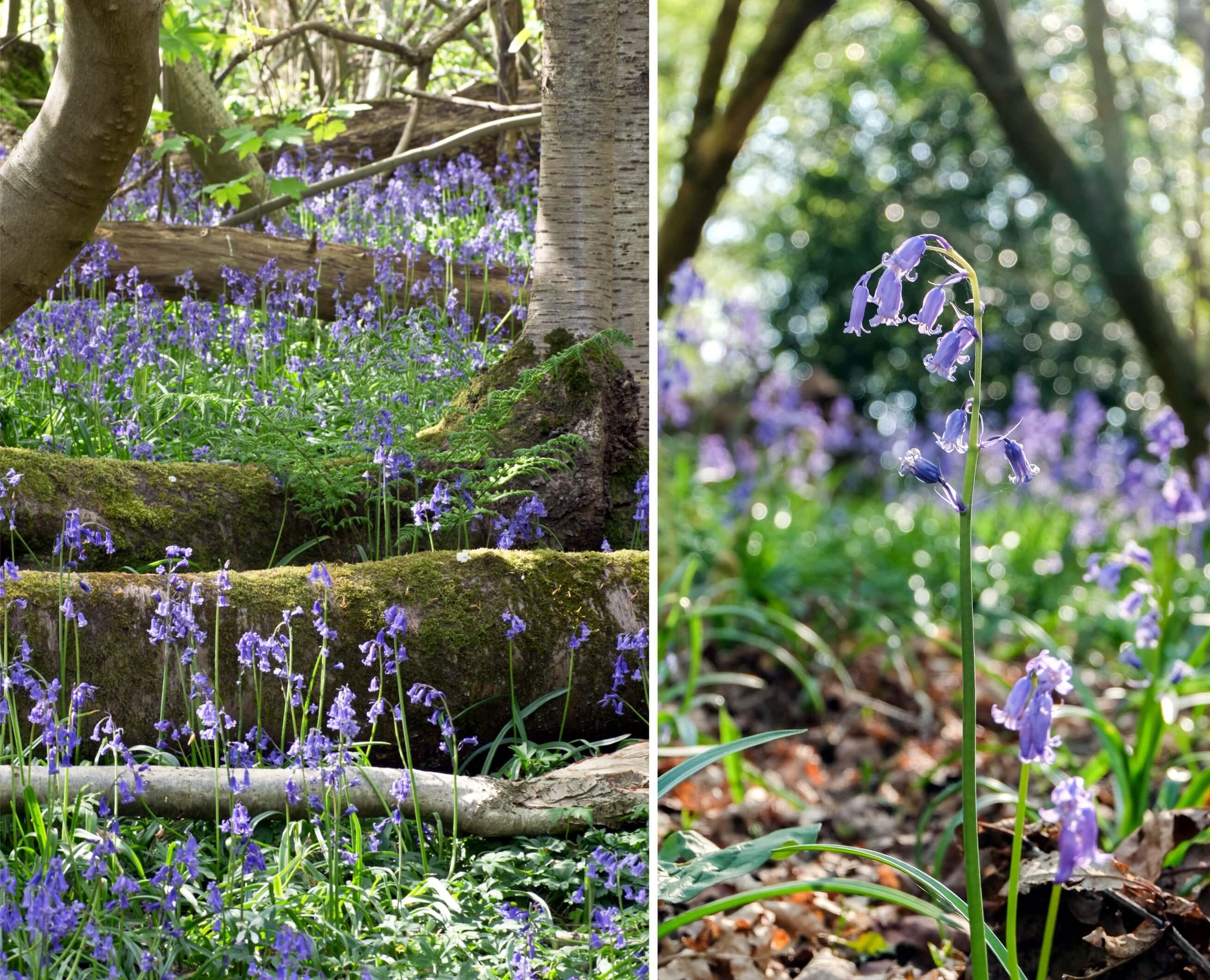 An abundance of bluebells in woodland. A bee drinks nectar from one of them.