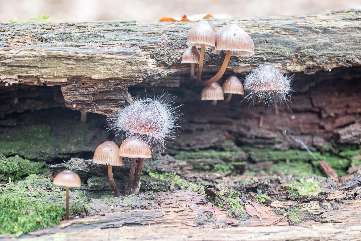 Autumn fungi on decaying log, moss on ground, fungi have hair like strands in a frizzy mass on their caps.