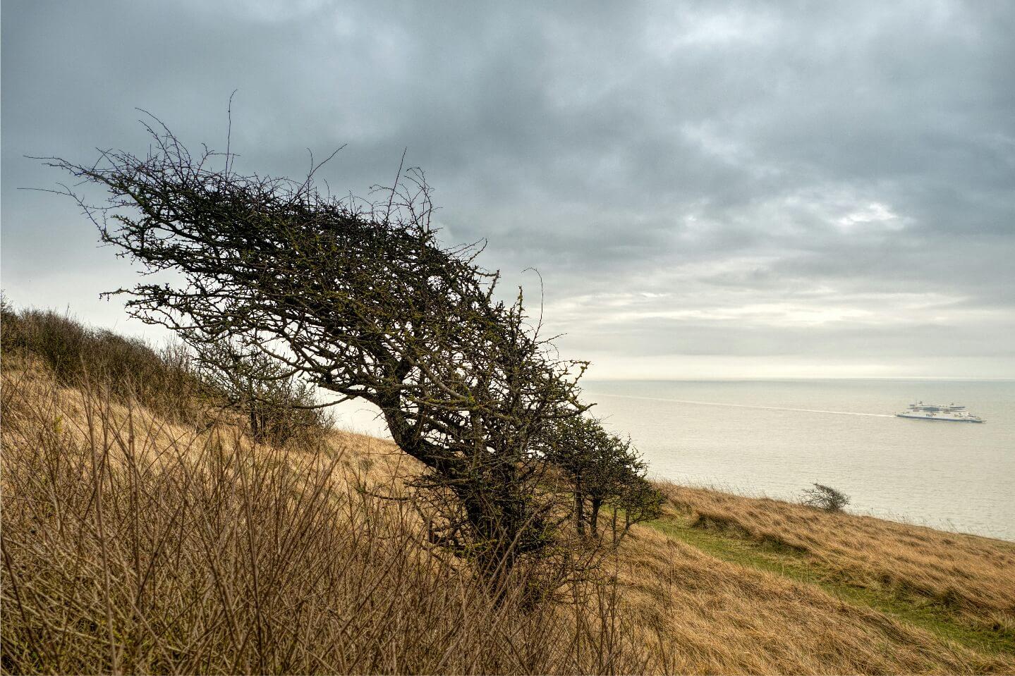 Hawthorn tree shaped by the wind to look like hair blowing in the wind, situated on the white cliffs of dover.