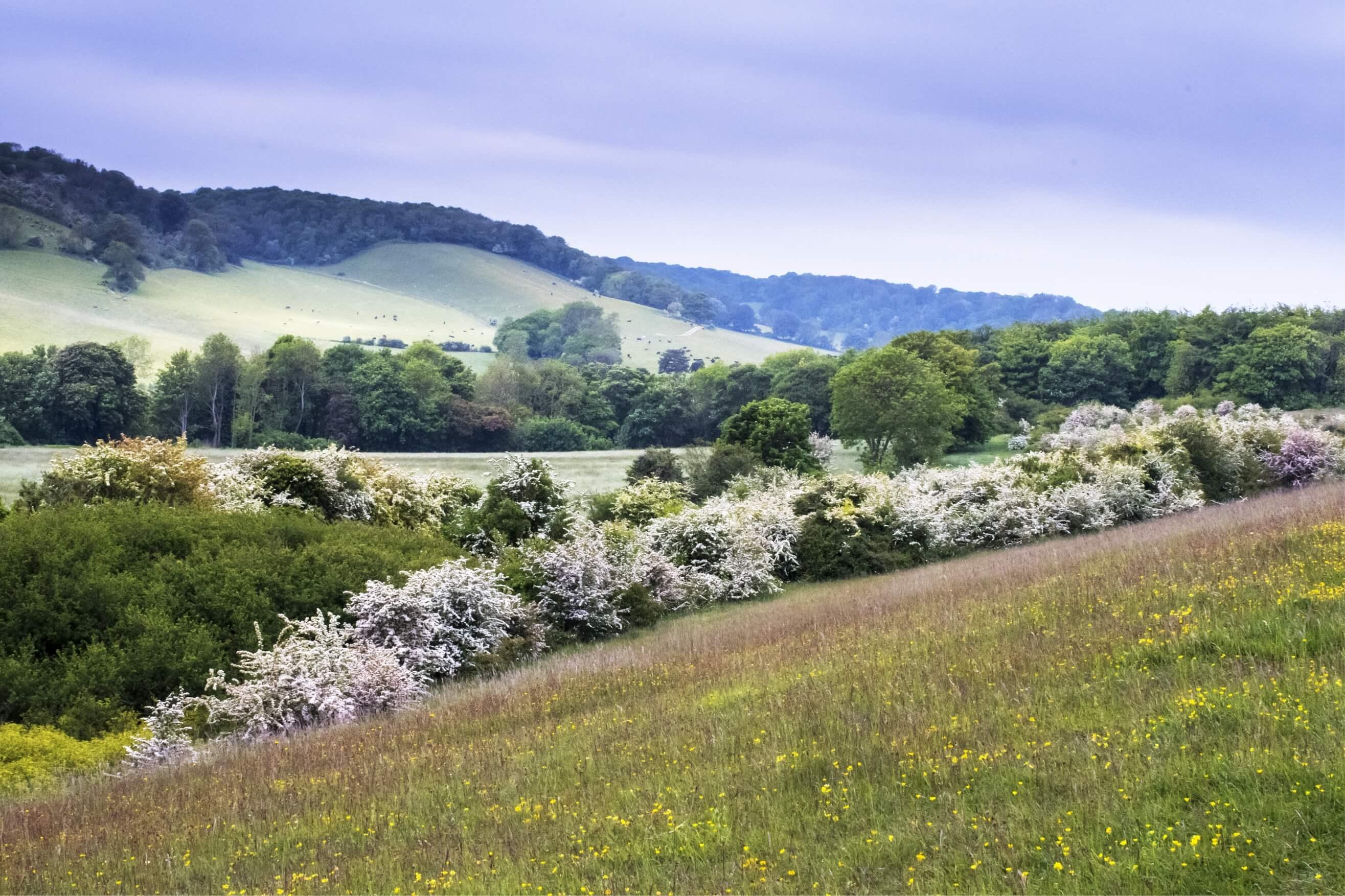 A hedgerow of hawthorn sweeping across the hills covered in delicate pink and white May blossom.