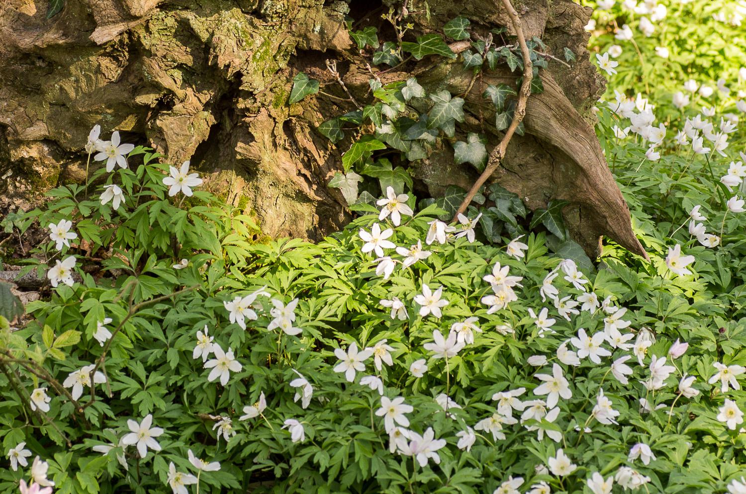 Woodland, the woodland floor is covered with delicate white flowers, the wood anemone.