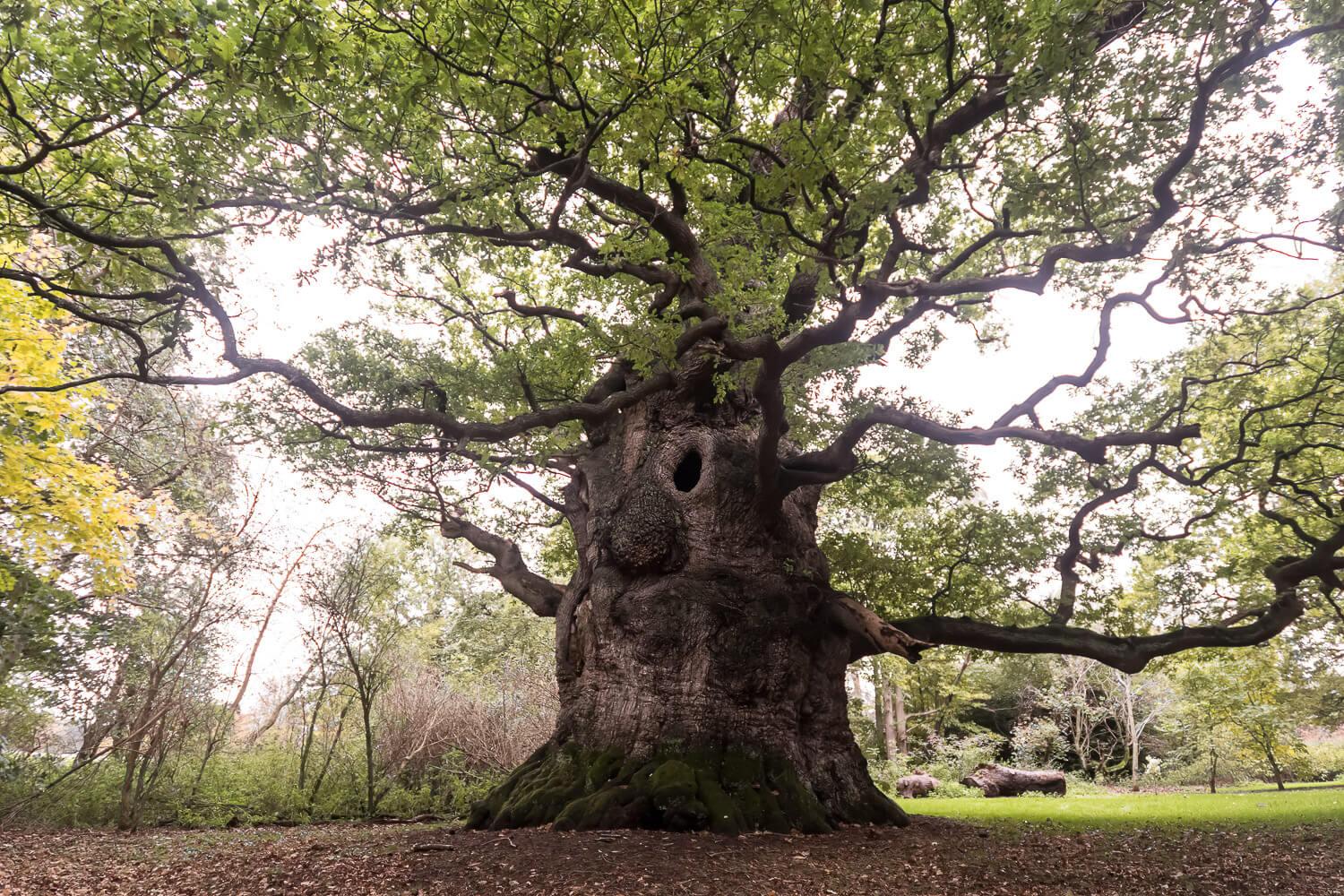 An ancient oak tree. A Face is seen on the tree where the limbs have fallen and the midriff appears to have sagged.