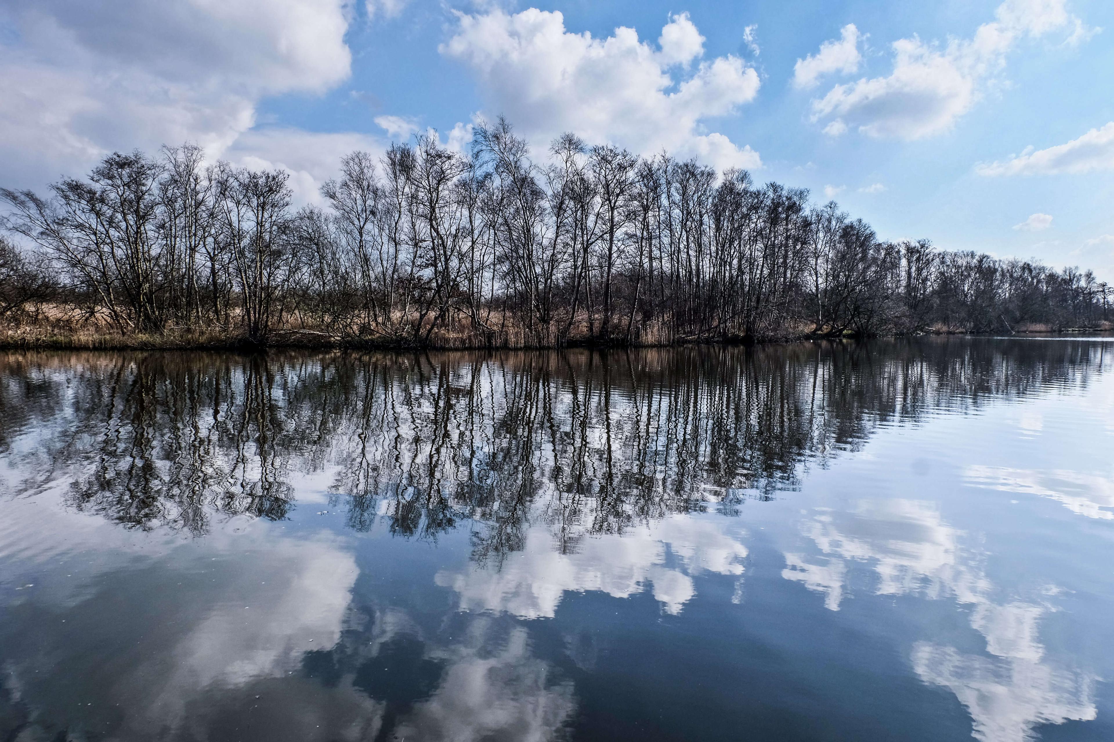 A swan glides across water under a blue sky, reflections of reeds and trees, a starburst of the sun is in the water.