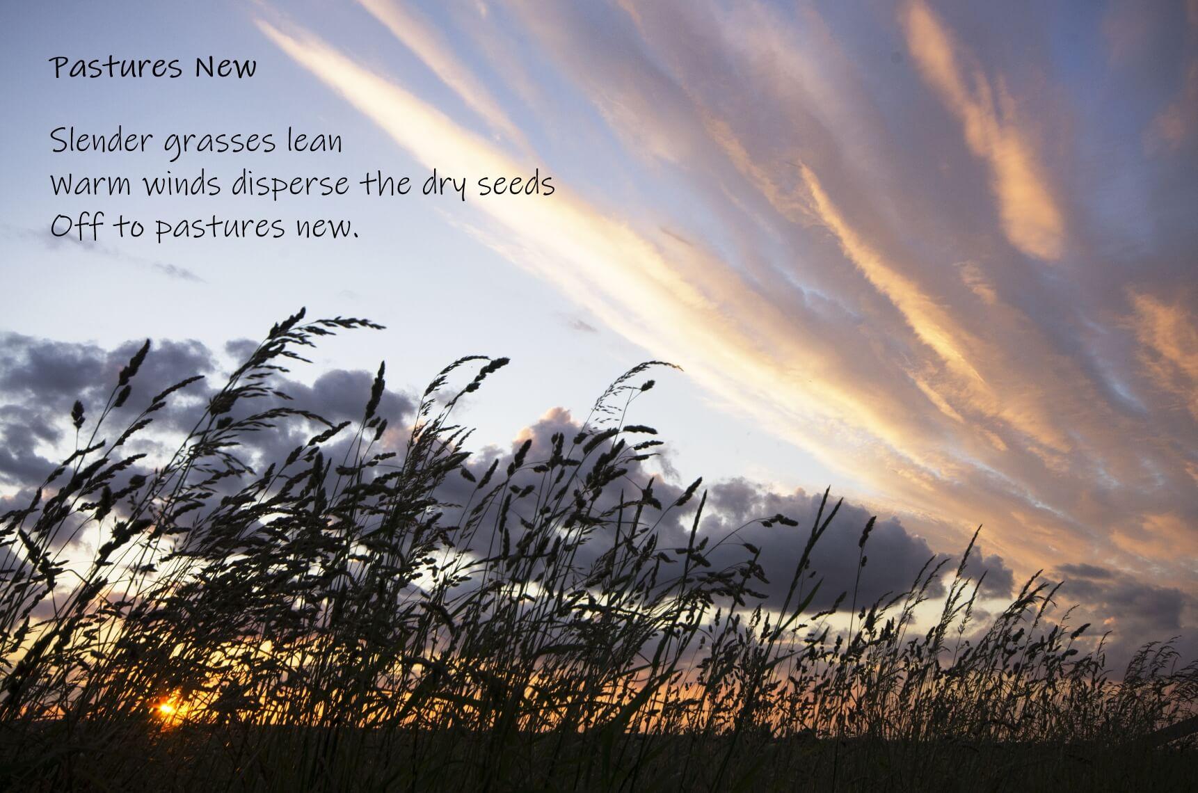 Slender grasses silhouetted against a setting sun.