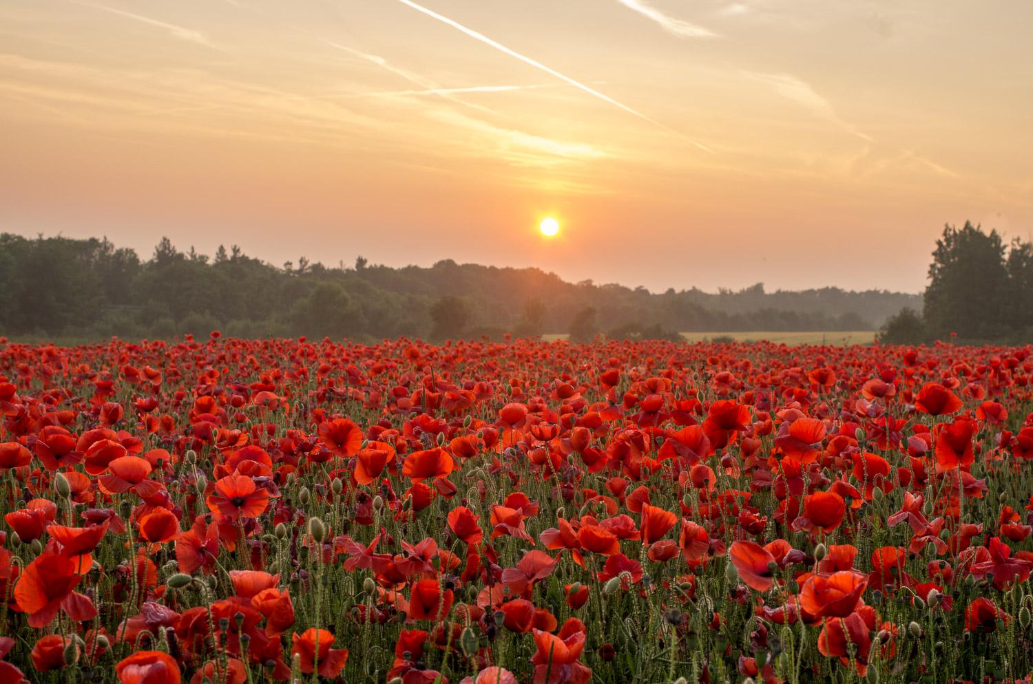 Field of bright red poppies, the setting sun has made them look as if they are lanterns as the sun shines through them.