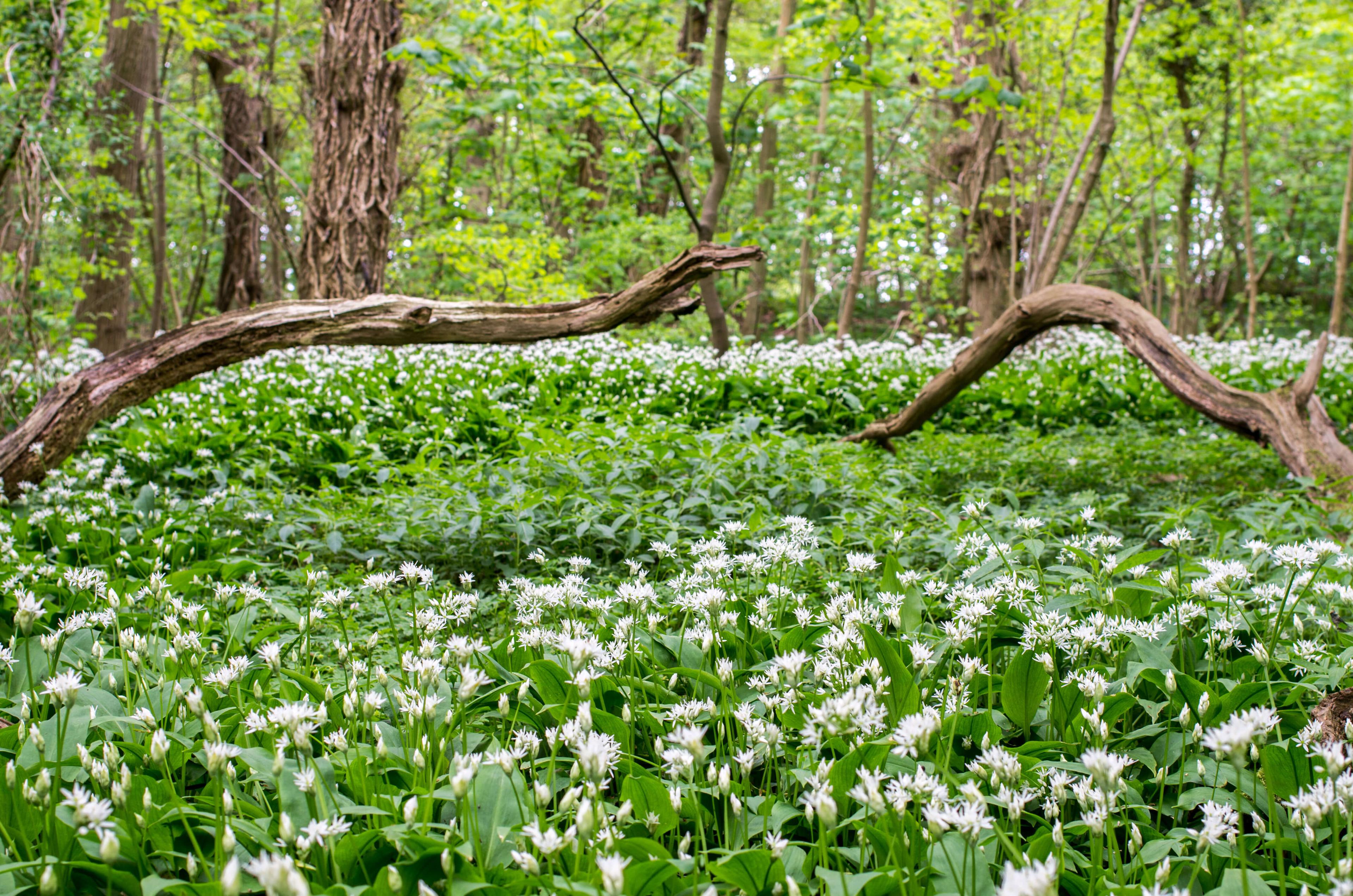 Woodland floor covered in Ransoms, wild garlic, dark green leaves and globes of delicate star shaped flowers.