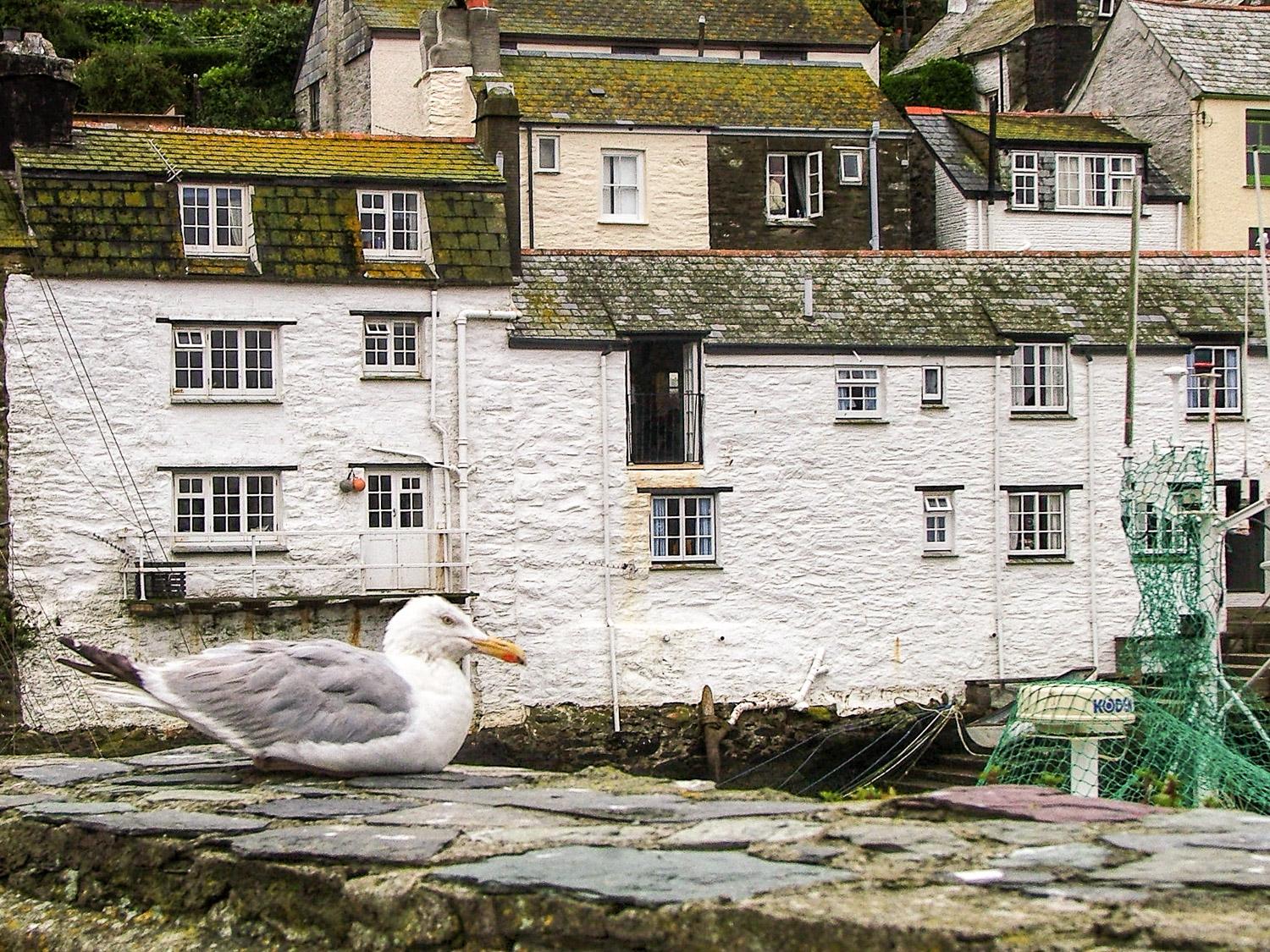 A soggy looking seagull, sitting on a seawall in Polperro Cornwall, with a backdrop of fisherman's cottages.