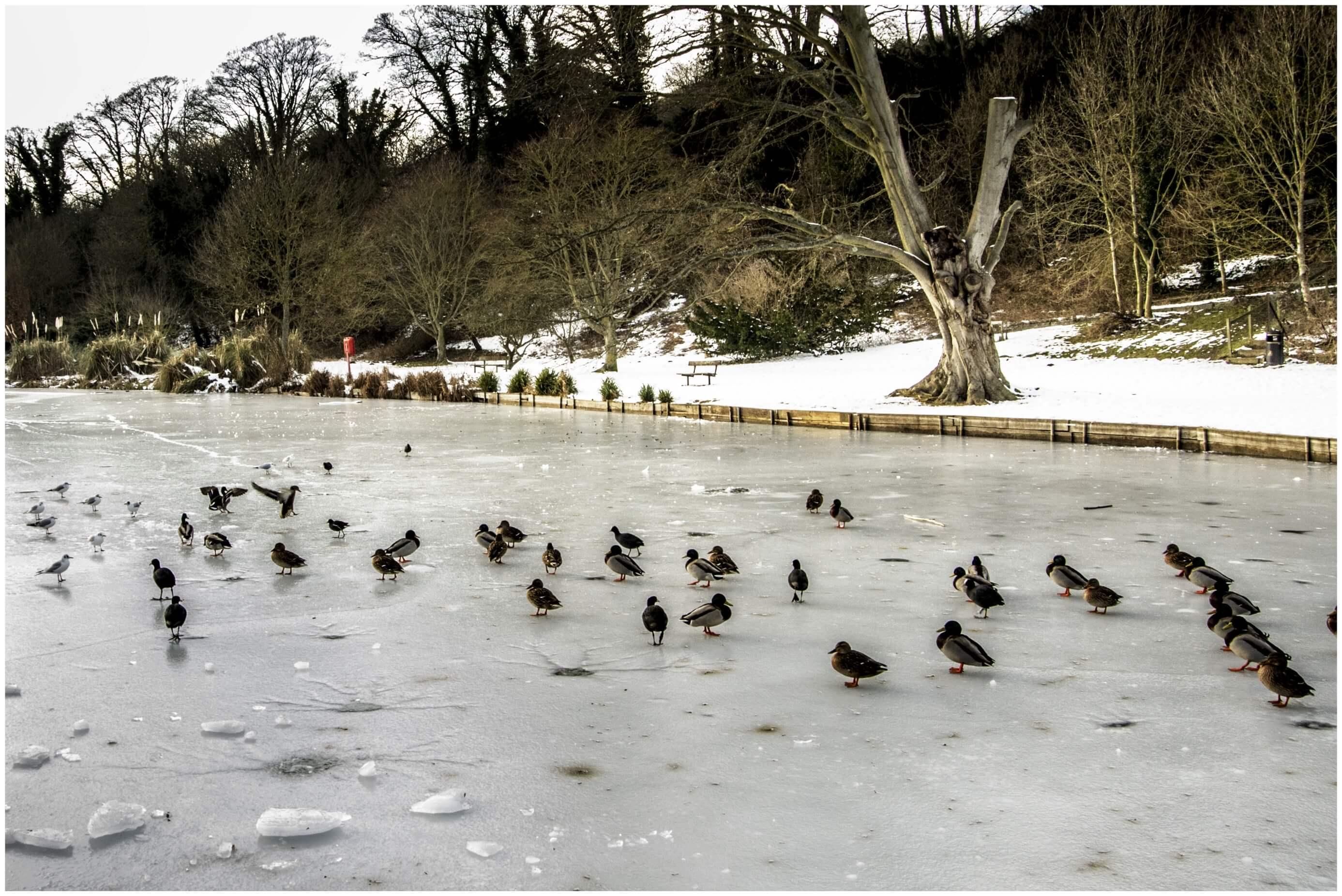 A frozen Lake surrounded by snow, many birds have landed on the lake and stand bemused on the frozen water.