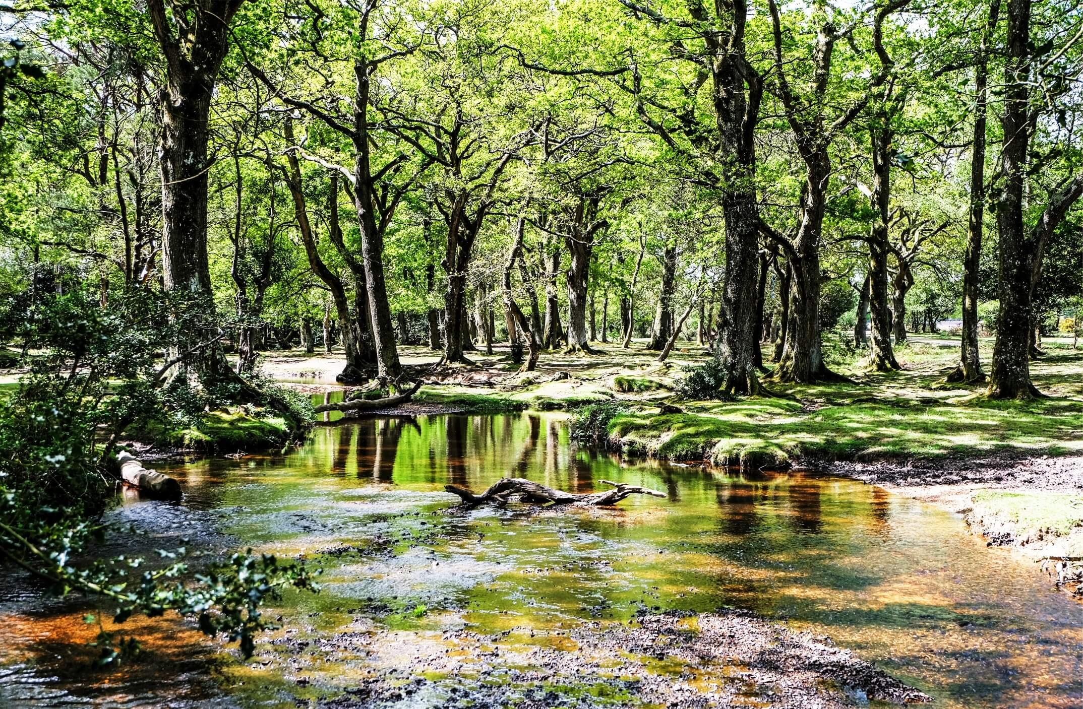 Peaceful green woodland scene, reflections of the trees in a wide stream, 