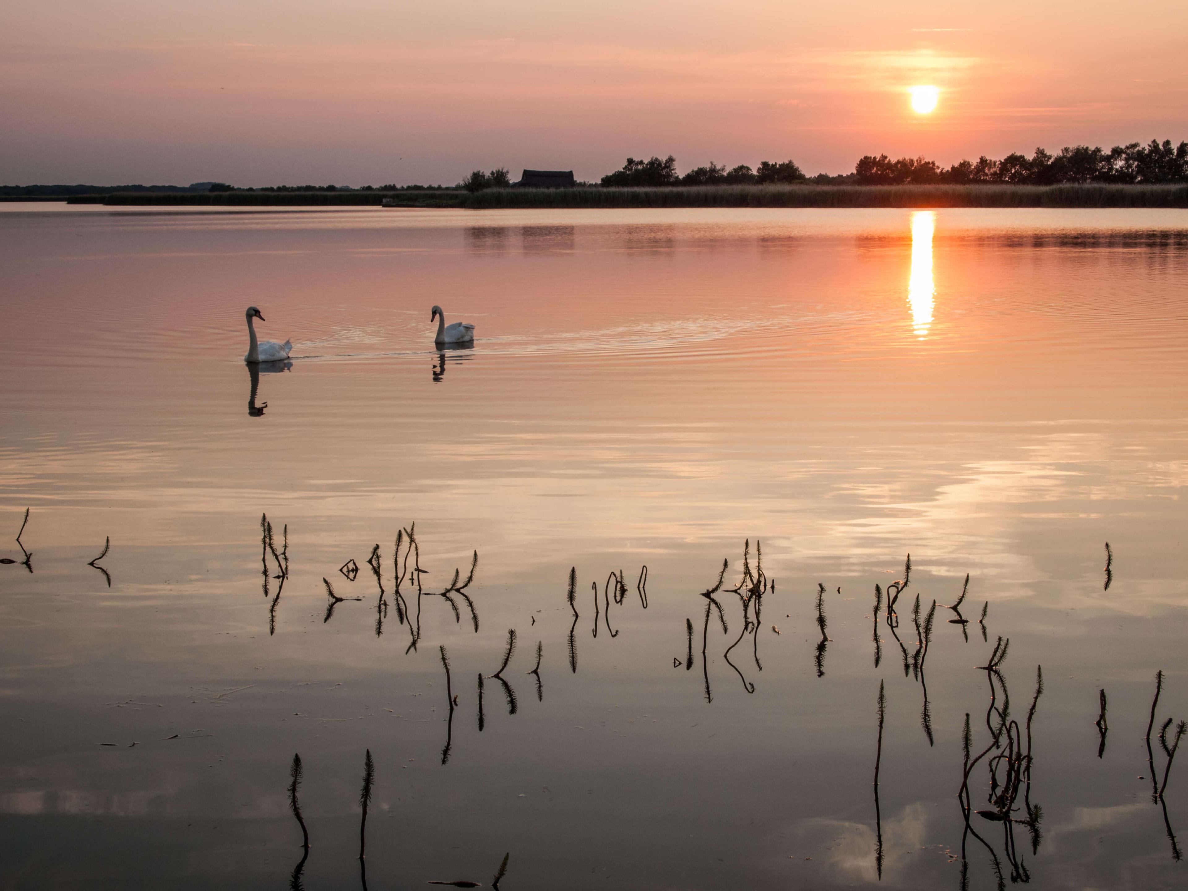 The sun sets over a body of water, orange, amber and red reflect the sky, as the sun dips, two swans glide across the water.