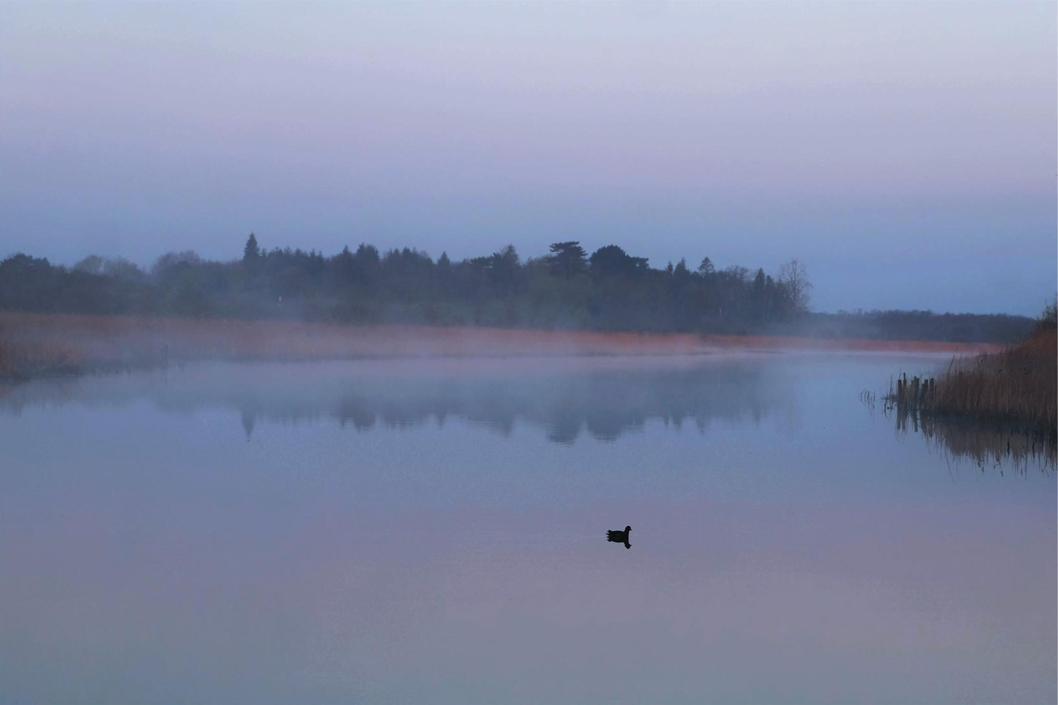 Twilight skyline reflected in water, a lone duck in silhouette glides over the water.