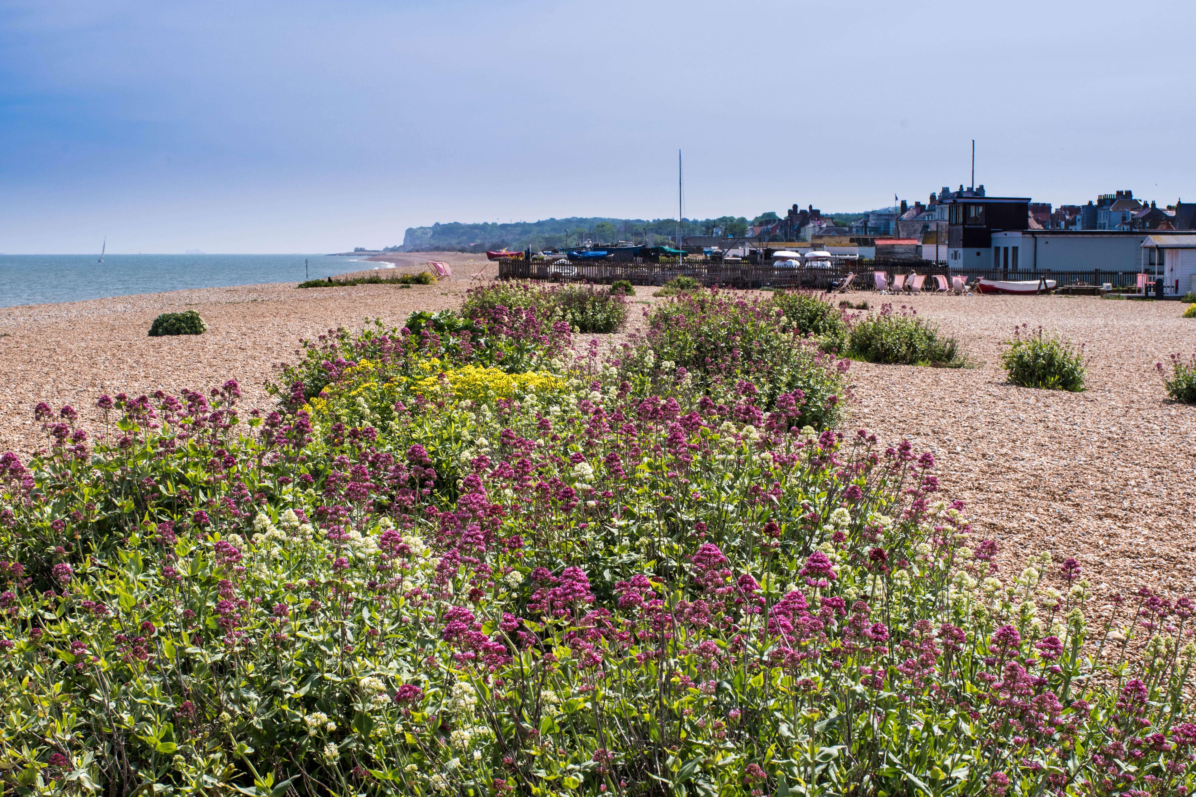 Deal and Walmer fishing boats atop the beach, large clusters of pink, white, red flowers blooming on the pebbles.