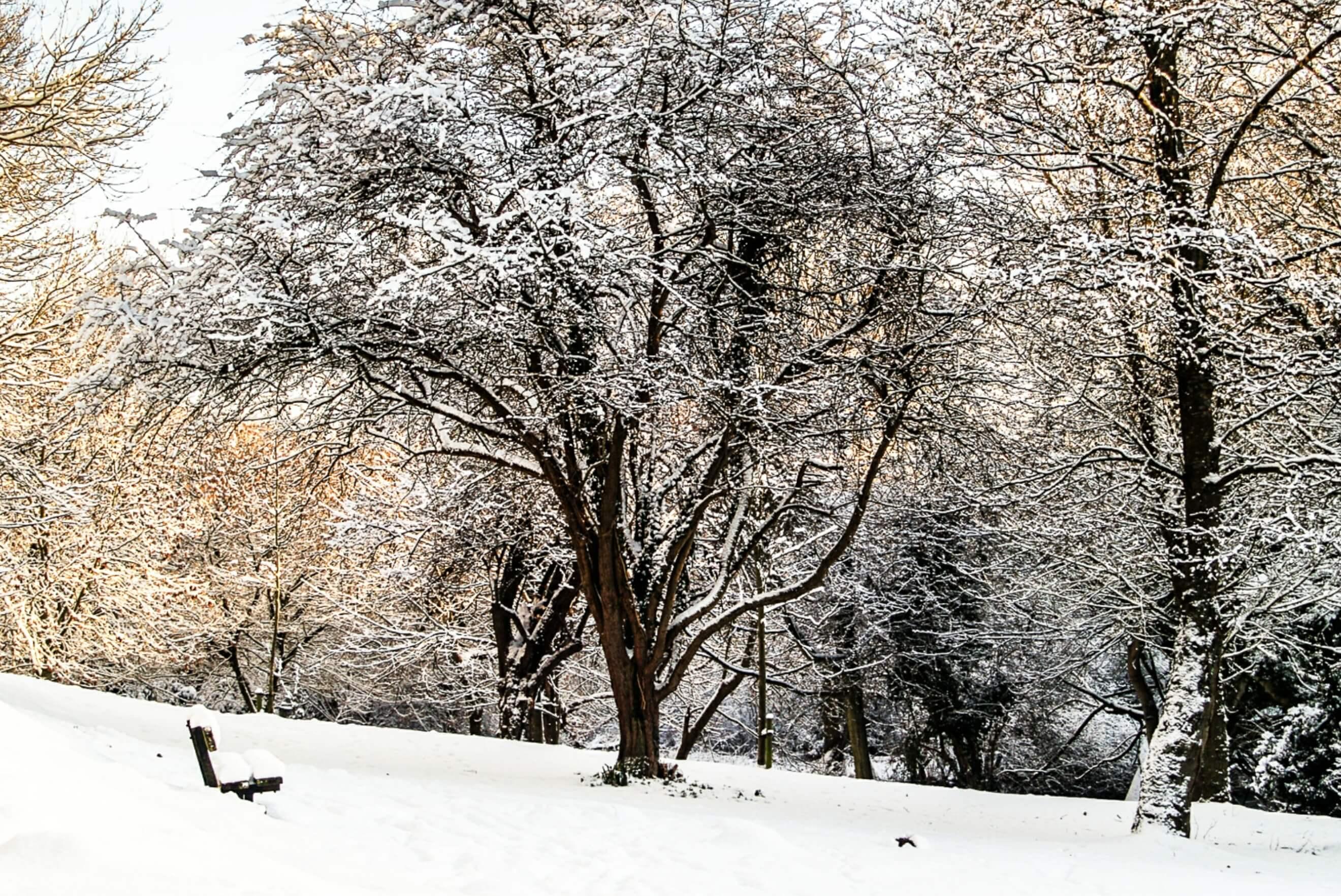 Kearsney Parks snow scene, trees boughs heavy with snow, a park bench is covered in snow in the foreground.