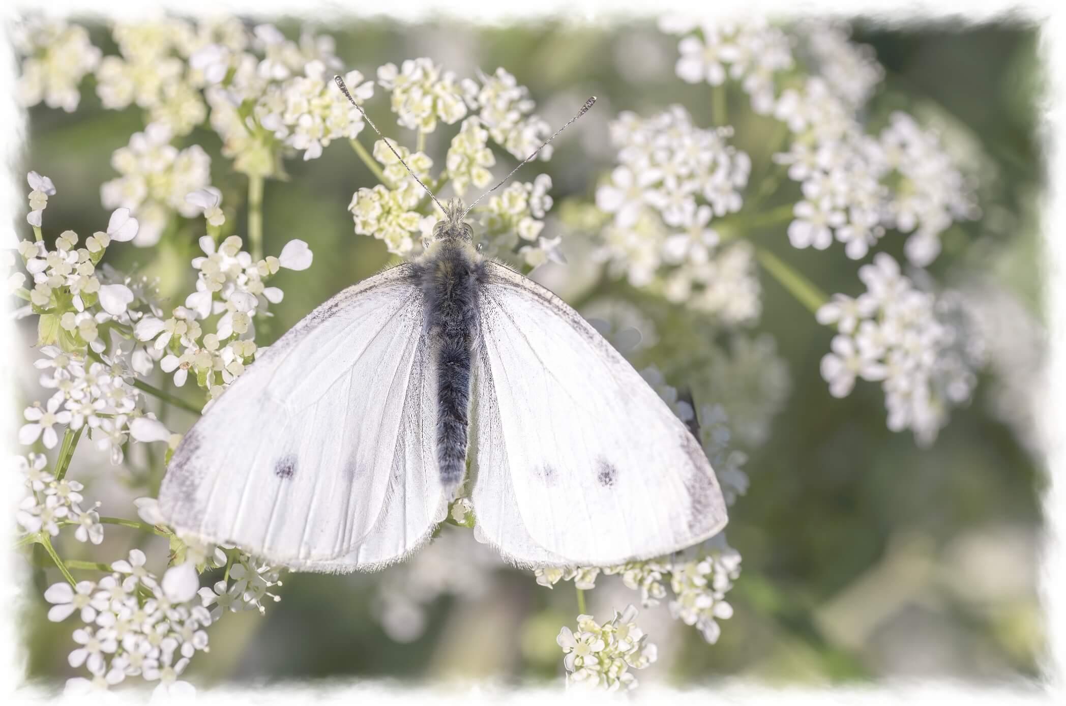 Photograph of a white butterfly resting on Queen Anne's Lace. White iridescent wings are fully open.