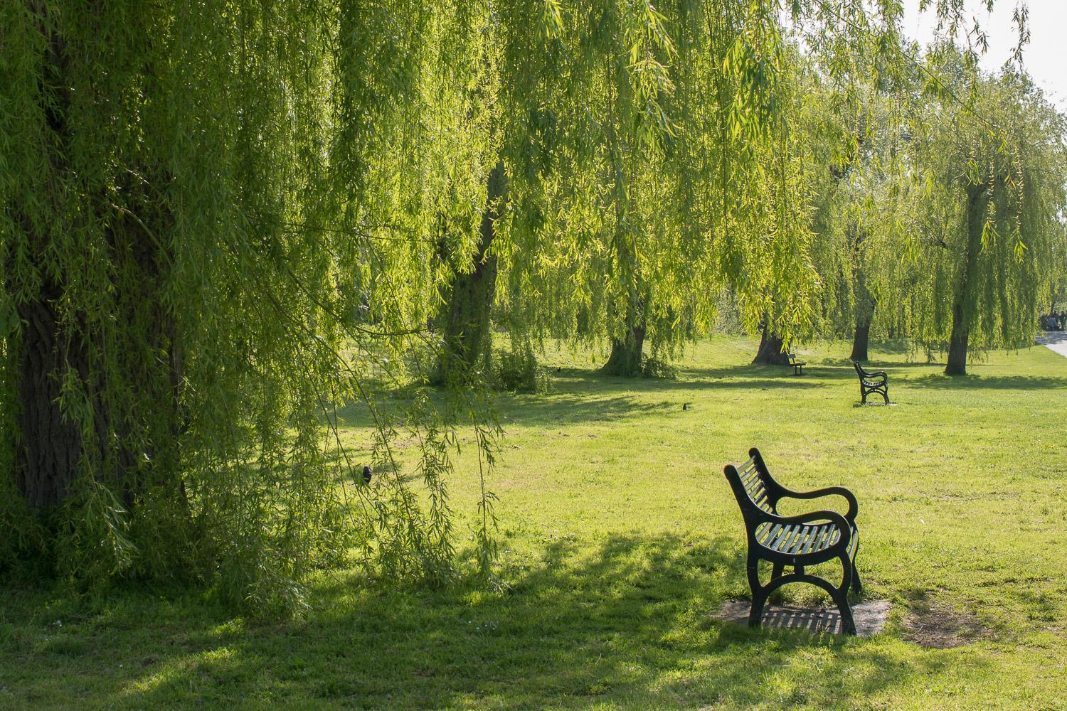 A row of weeping willows disappearing into the distance. Fresh spring green leaves, benches sit underneath.