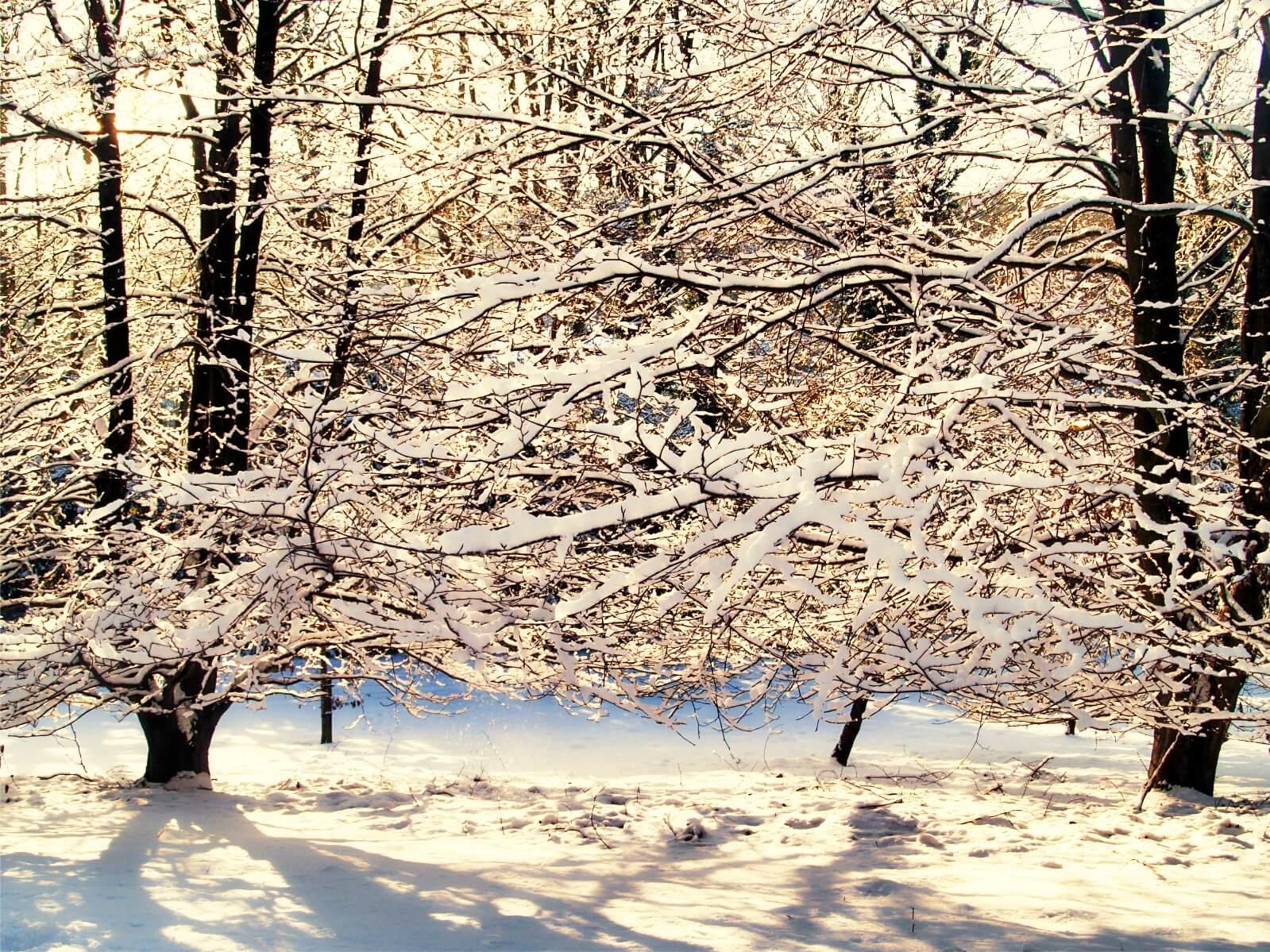 Two trees with their branches interwoven and covered in snow.