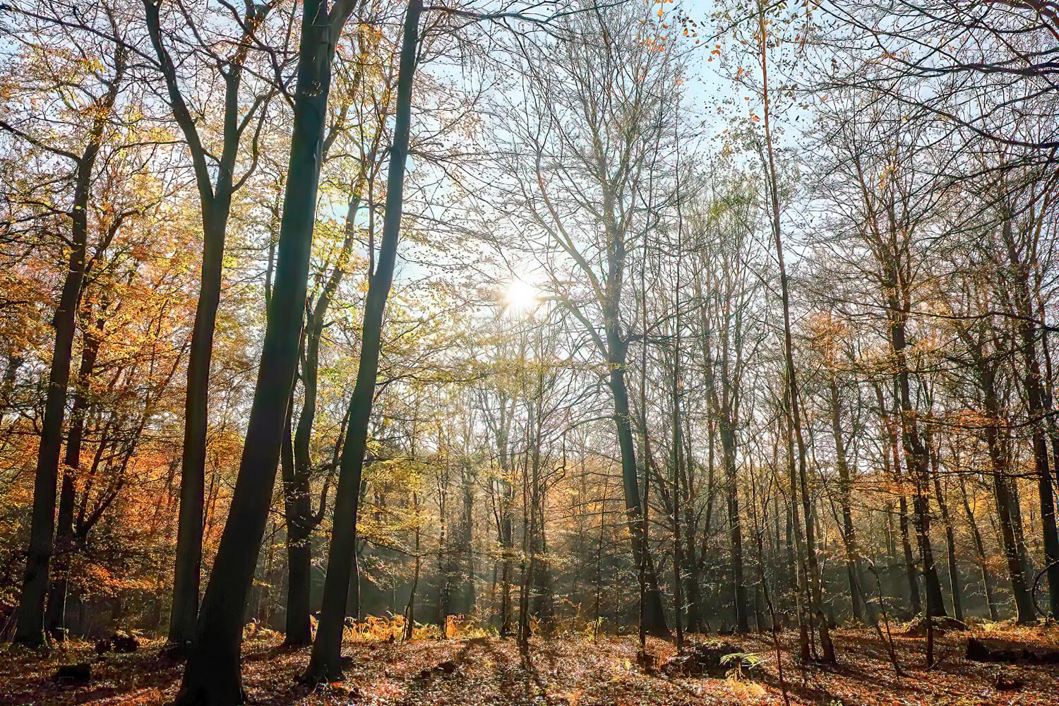 Kings Wood sunlight filtering through autumn trees, casting shadows on leaf strewn woodland floor.