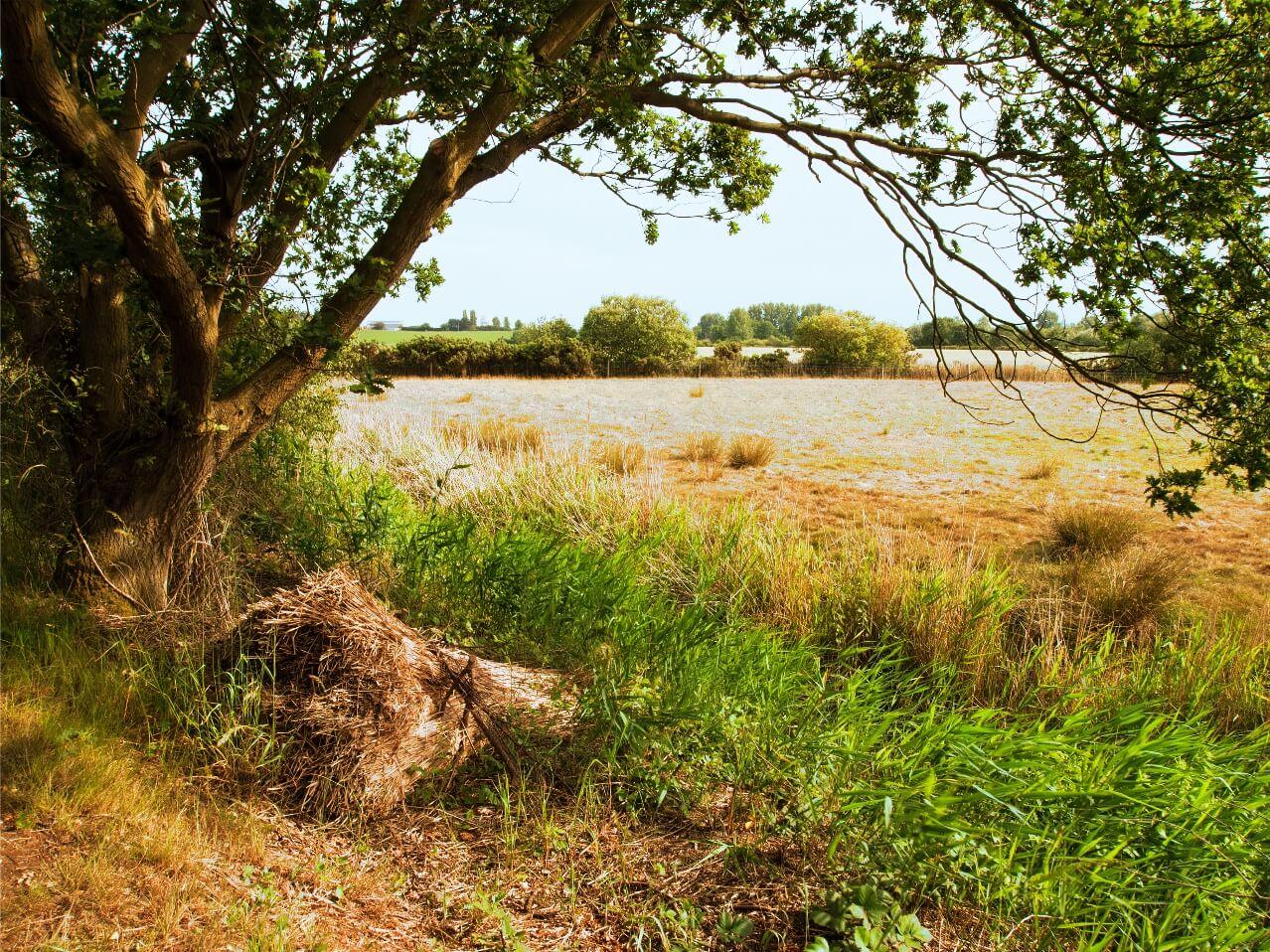 A traditionally tied bundle of golden reeds lay drying, beneath an arching bow of an oak tree. The distant view is of golden fields under a summer sky.